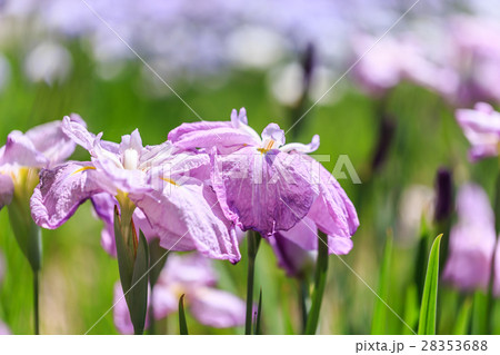 花菖蒲 花菖蒲 28353688