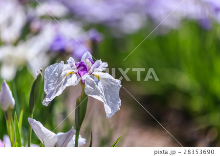 花菖蒲 花菖蒲 28353690