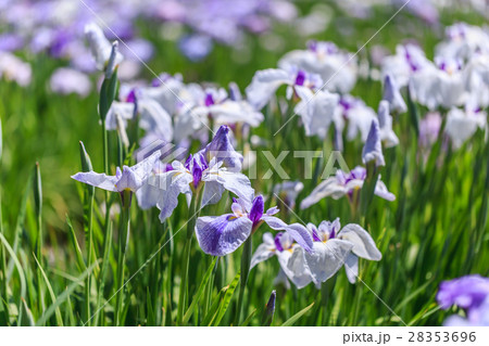 花菖蒲 花菖蒲 28353696