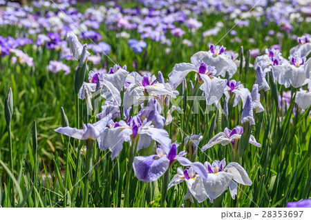 花菖蒲 28353697