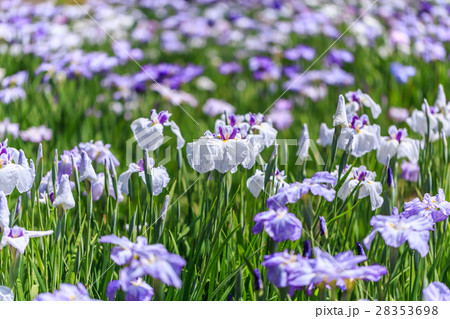 花菖蒲 28353698