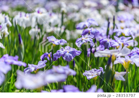 花菖蒲 花菖蒲 28353707