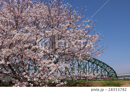 京都　伏見　桜と電車 28353782
