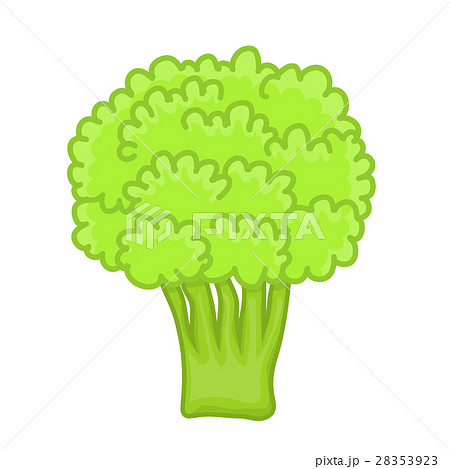green broccoli isolated illustration 28353923