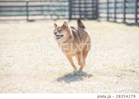 走る柴犬の写真素材 走る柴犬の写真素材