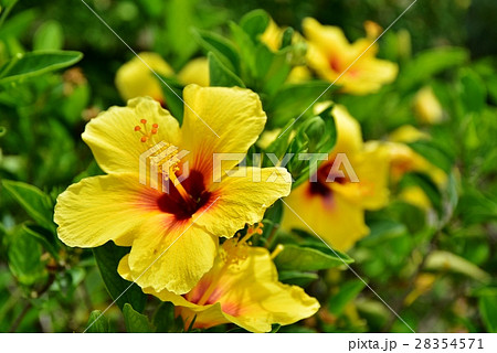 ハワイの休日 28354571