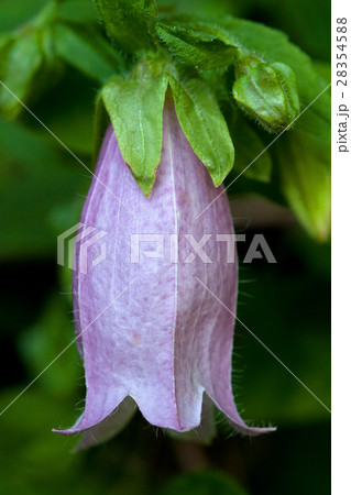 ヤマホタルブクロの花 本栖湖 ヤマホタルブクロの花 本栖湖 28354588