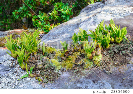 Lithophytic orchids. Lithophytic orchids. 28354600