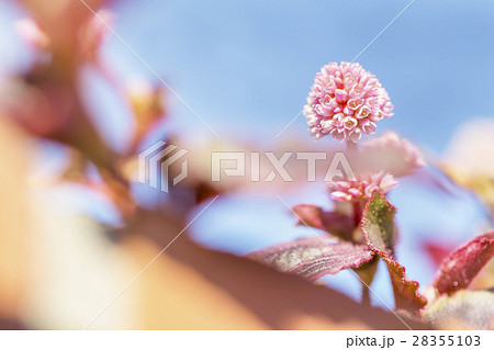 ポリゴナム ポリゴナム 28355103