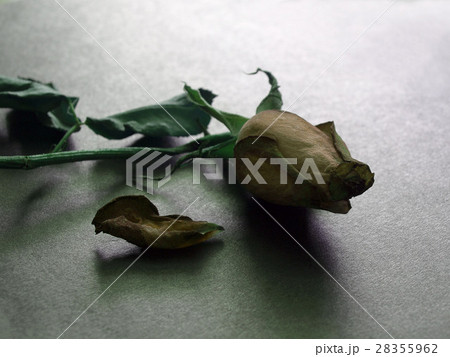 withered rose 28355962