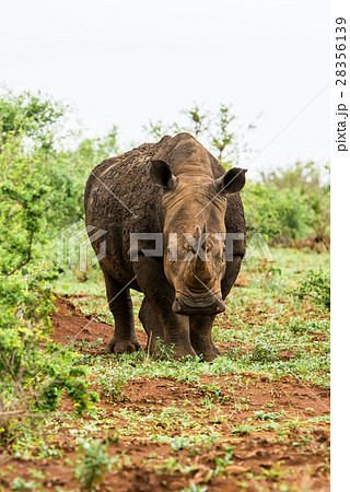 Portrait of white rhino in an open field in South 28356139