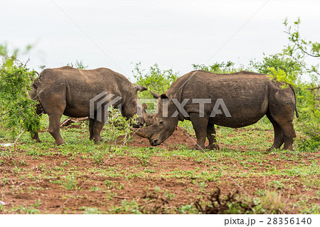 Two white rhinos grazing in an open field in South Two white rhinos grazing in an open field in South 28356140