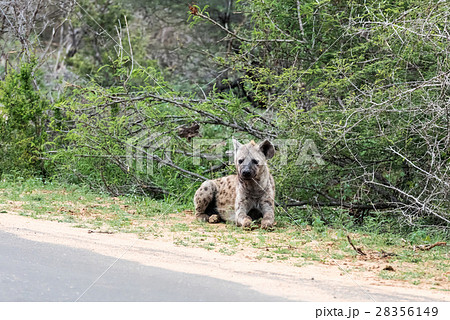 Wild Spotted Hyena posing next to paved road Wild Spotted Hyena posing next to paved road 28356149