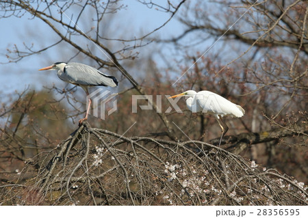 アオサギとダイサギ 28356595
