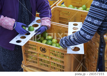 レモンの出荷準備 28357355