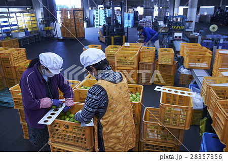 レモンの出荷準備 レモンの出荷準備 28357356