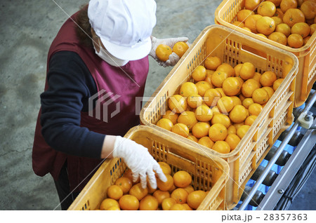 みかんの出荷準備 みかんの出荷準備 28357363
