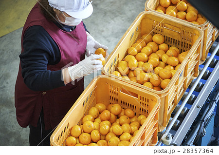 みかんの出荷準備 28357364