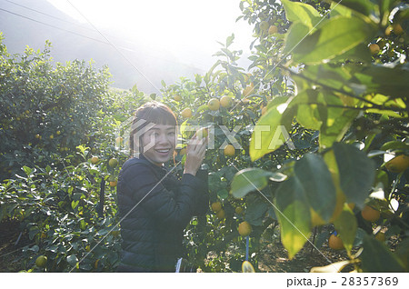 レモンの果樹園にいる女性 28357369