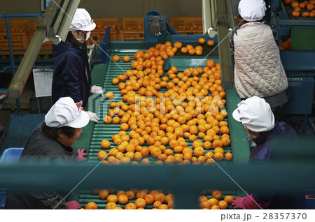 みかんの出荷準備 28357370