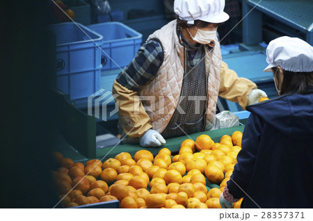みかんの出荷準備 28357371