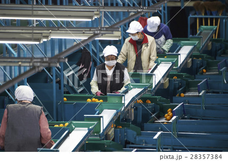 みかんの出荷準備 みかんの出荷準備 28357384