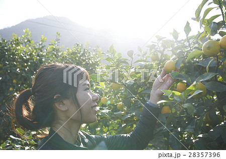 レモンの果樹園にいる女性 28357396