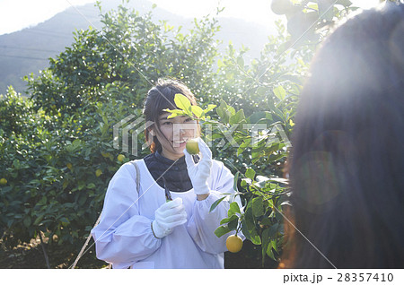 レモンを収穫をする女性 28357410