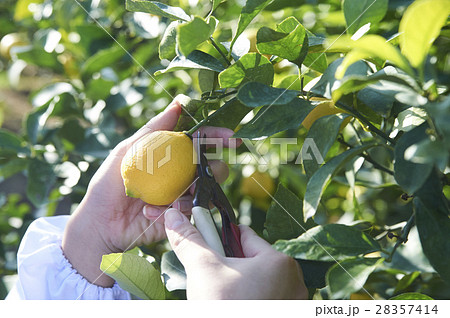 レモンの収穫の写真素材