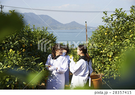 レモンを収穫をする女性 28357415