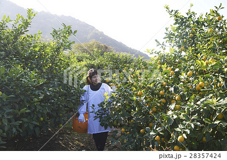 レモンを収穫をする女性 28357424