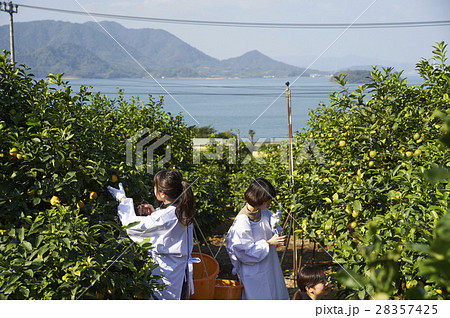 レモンを収穫をする女性 28357425