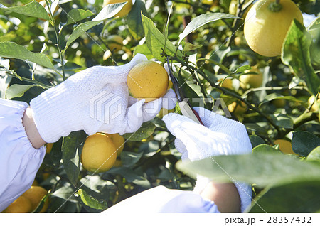 レモンの収穫の写真素材