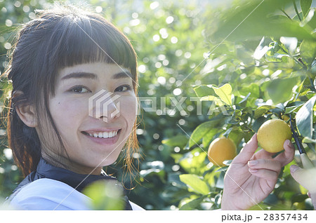 レモンを収穫をする女性 28357434