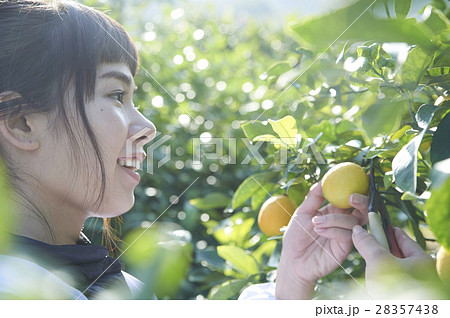 レモンを収穫をする女性 レモンを収穫をする女性 28357438