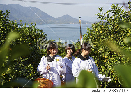 レモンを収穫をする女性 28357439