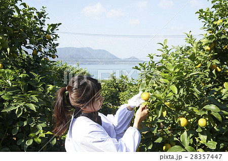 レモンを収穫をする女性 28357447