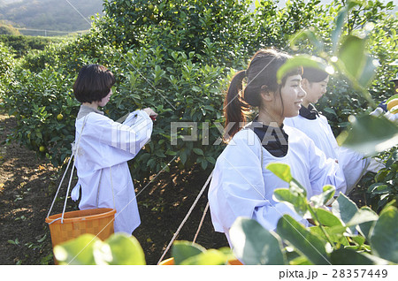 レモンを収穫をする女性 28357449
