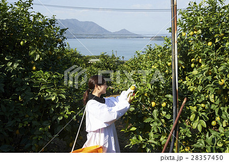 レモンを収穫をする女性 28357450