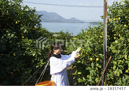 レモンを収穫をする女性 28357457