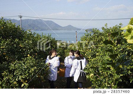 レモンを収穫をする女性 28357460