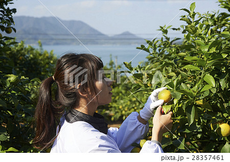 レモンを収穫をする女性 28357461