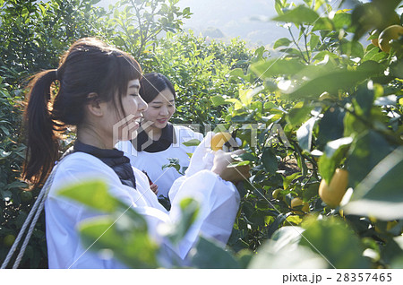 レモンを収穫をする女性 28357465