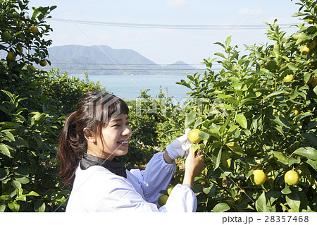 レモンを収穫をする女性 レモンを収穫をする女性 28357468