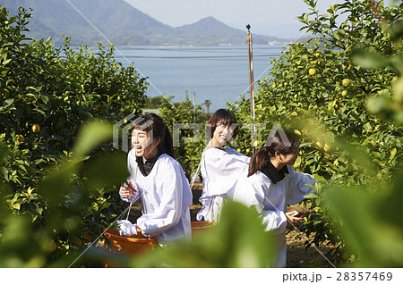 レモンを収穫をする女性 28357469