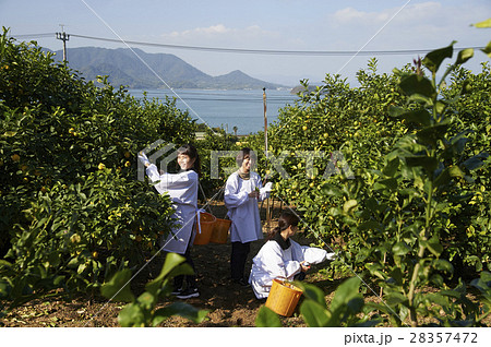 レモンを収穫をする女性 28357472