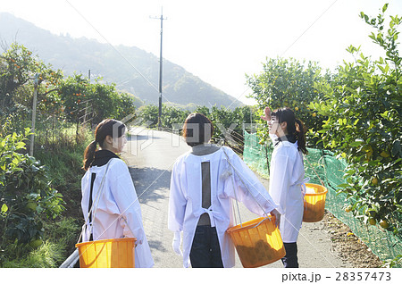 果樹園を歩く女性たち 果樹園を歩く女性たち 28357473