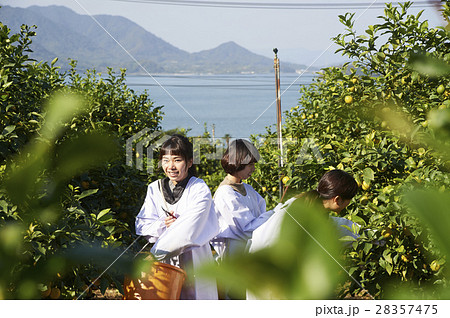 レモンを収穫をする女性 28357475