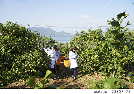 レモンを収穫をする女性 28357478