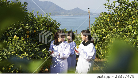 レモンを収穫をする女性 28357479